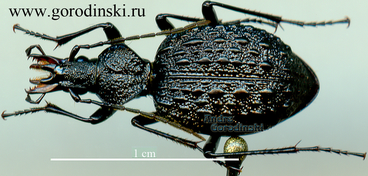 http://www.gorodinski.ru/carabidae/Cychrus kubani.jpg